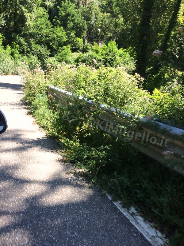 erba-alta-muraglione_7