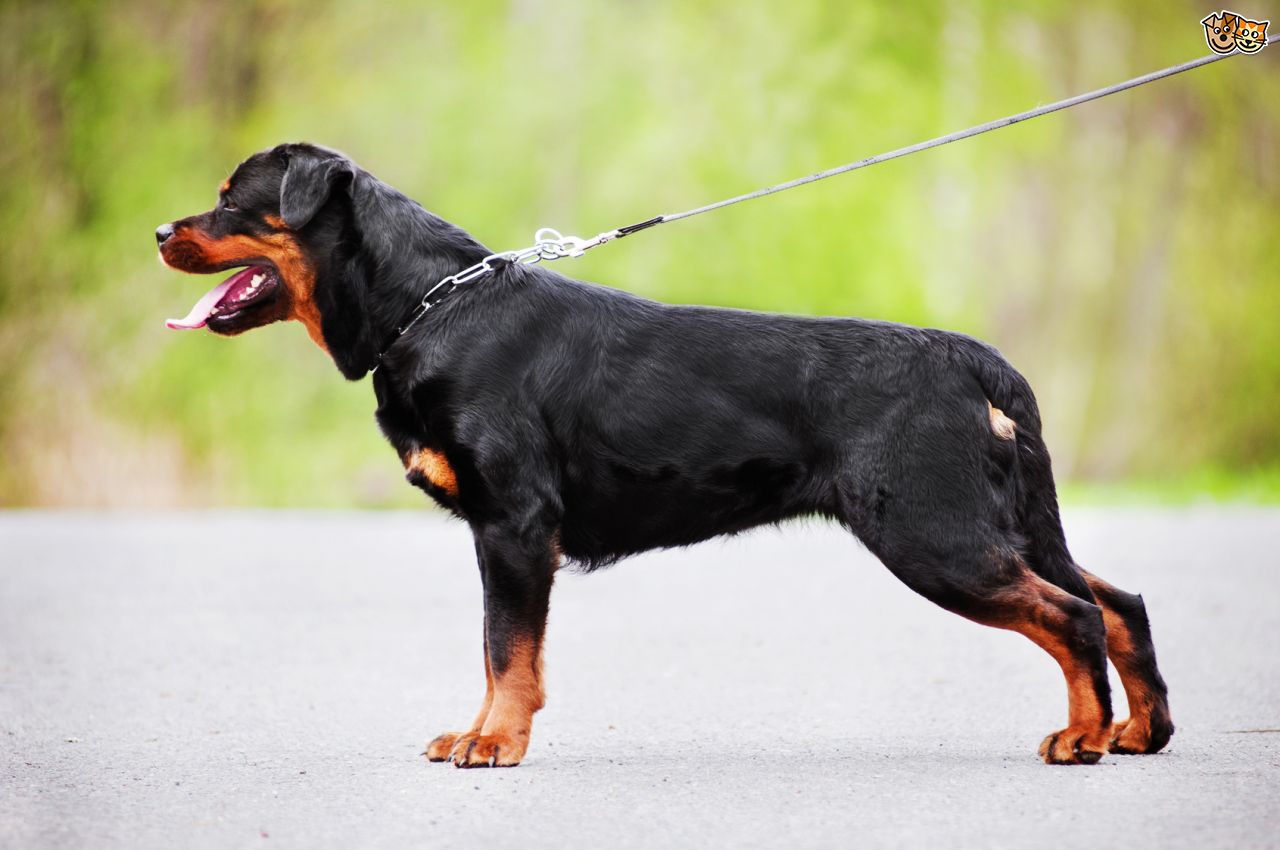 Dicomano. 'Attenzione' sulla ciclabile dopo la morte 'sospetta' di un cane