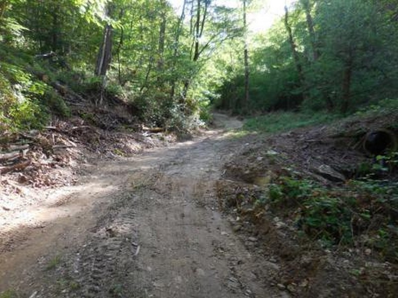 Marradi. 'Piste' abusive per disboscare: tre denunciati dai Forestali