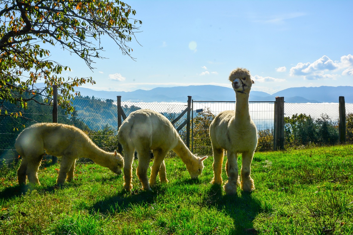 alpacabrado_2