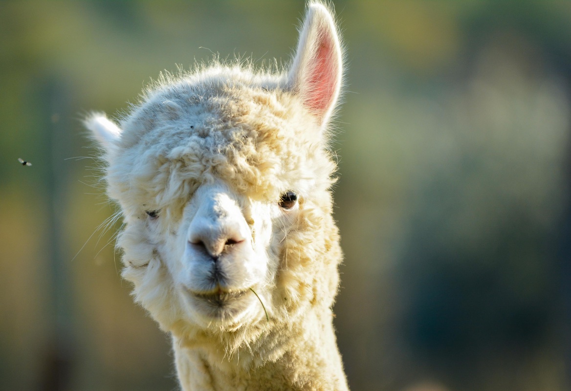 alpacabrado_3