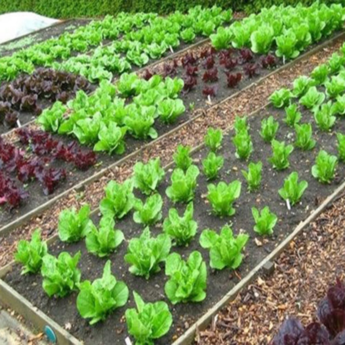 Bando per 26 orti sociali a Dicomano. Per anziani e non solo