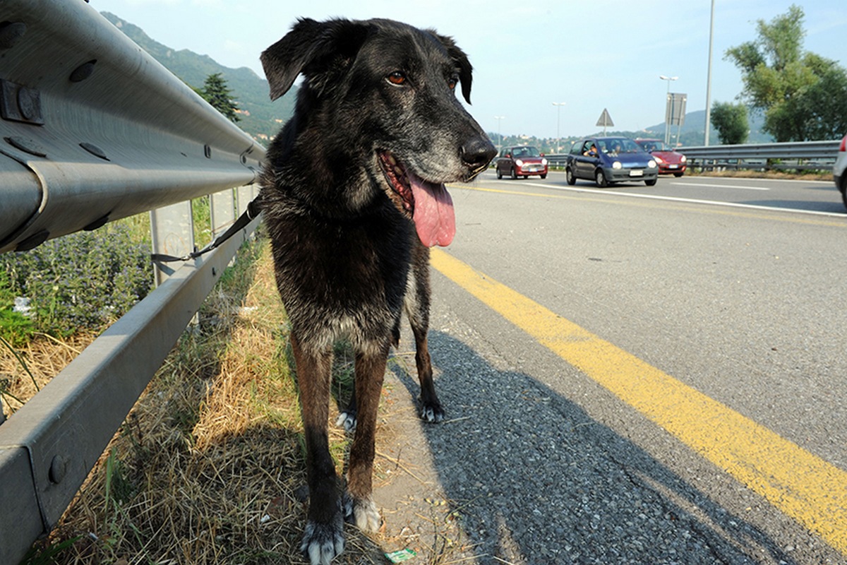 Valdisieve. Anche Fratelli d'Italia contro l'abbandono degli animali