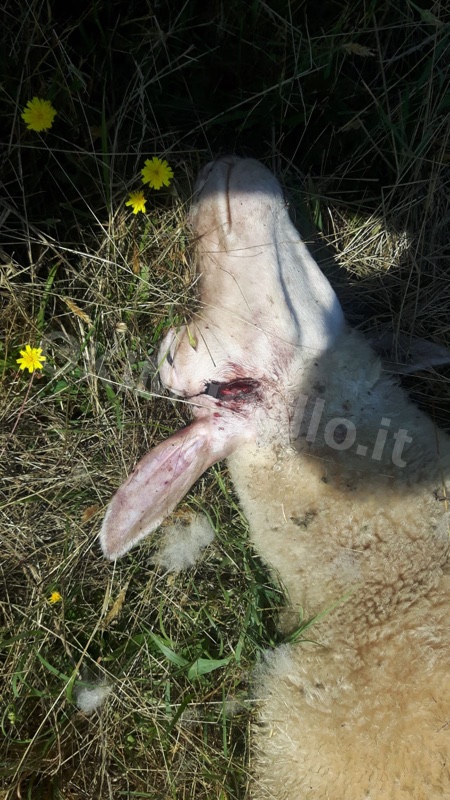 lupi-attacco1-15 Jul 2019