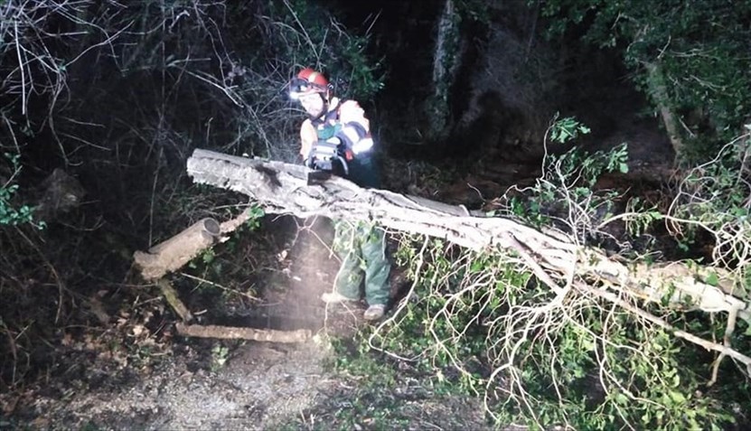 Caduta di un albero - Intervento Vab in Via di Falgano