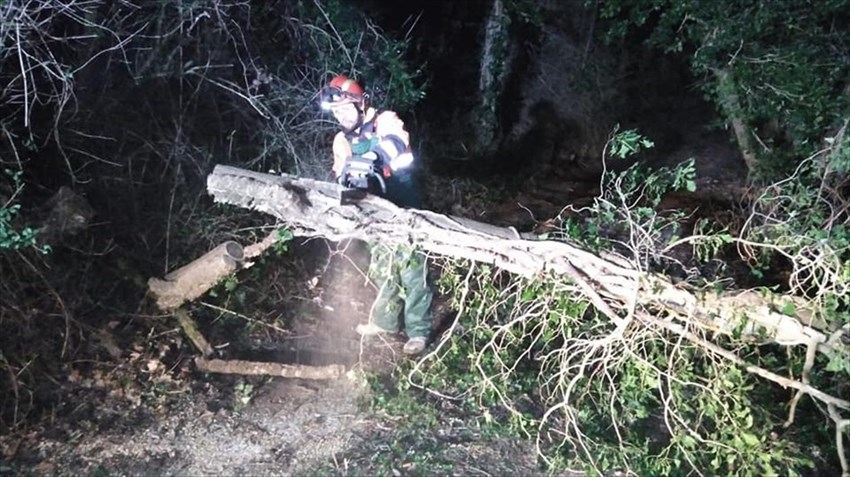 Caduta di un albero in Via di Falgano - Intervento Vab Valdisieve