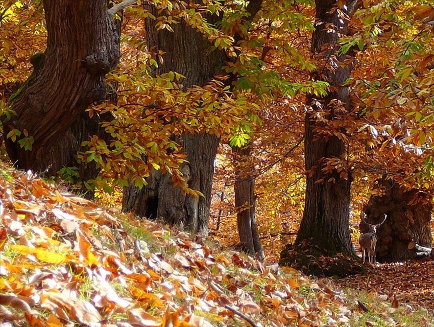 Il parco Giogo Casaglia e l'Ultra Trail del Mugello