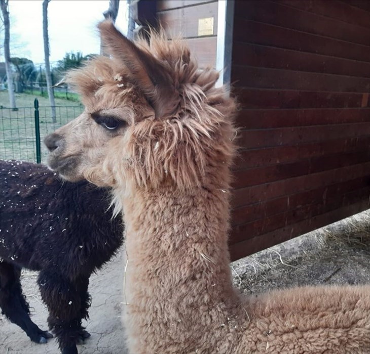anche da dentro la casetta gli alpaca cercano i ragazzi