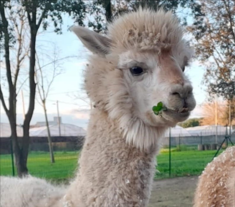 alpaca