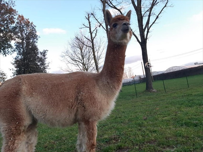 anche lui cerca i ragazzi