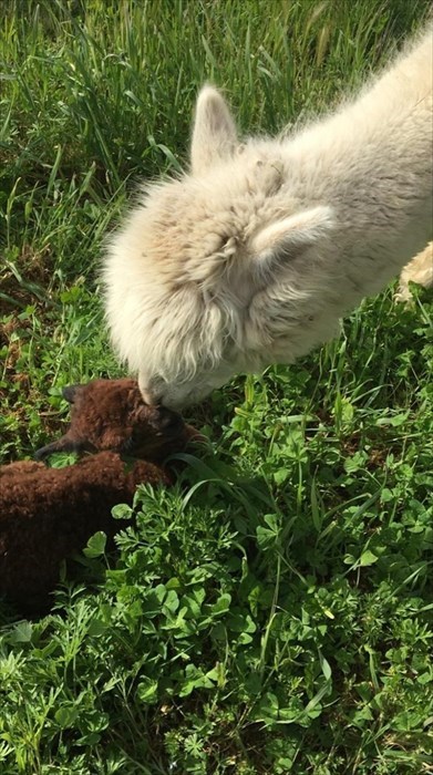 Arno incontra la sua famiglia