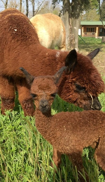Arno incontra la sua famiglia