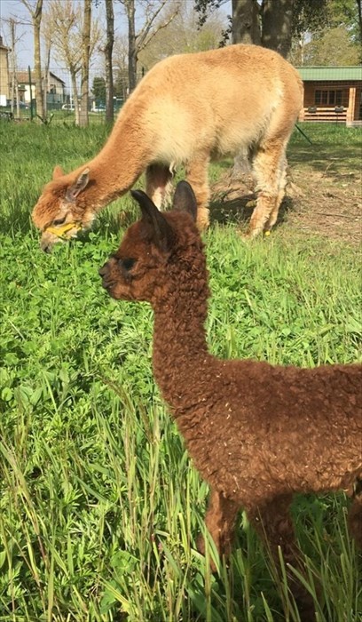 Arno incontra la sua famiglia