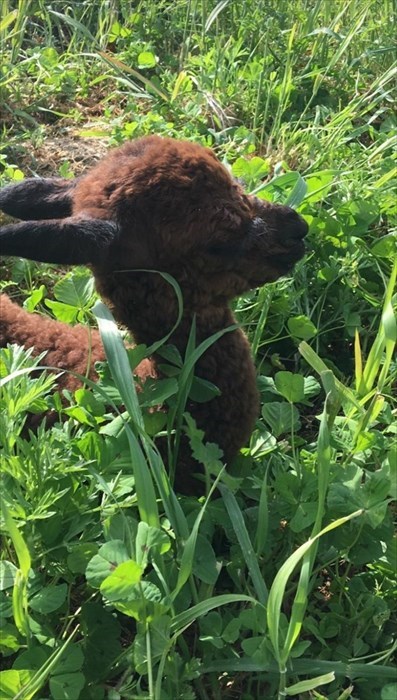 Arno incontra la sua famiglia