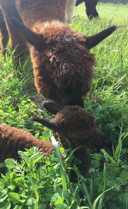 Arno incontra la sua famiglia