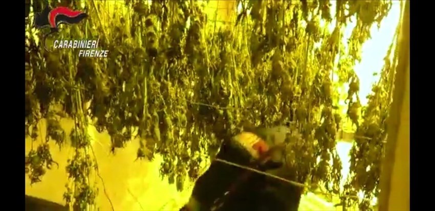 Foto dell'operazione Carabinieri di Pontassieve per filiera produttiva di Marijuana