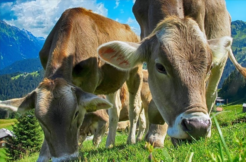 Mucche e Latte