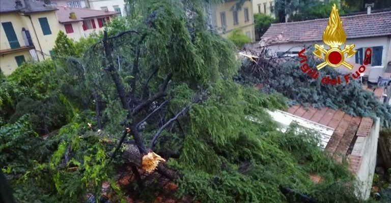 L'albero caduto in via Masaccio