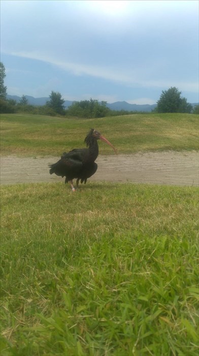 L'ibis eremita soccorso