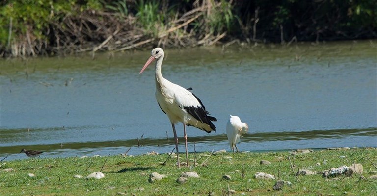Il parco della piana