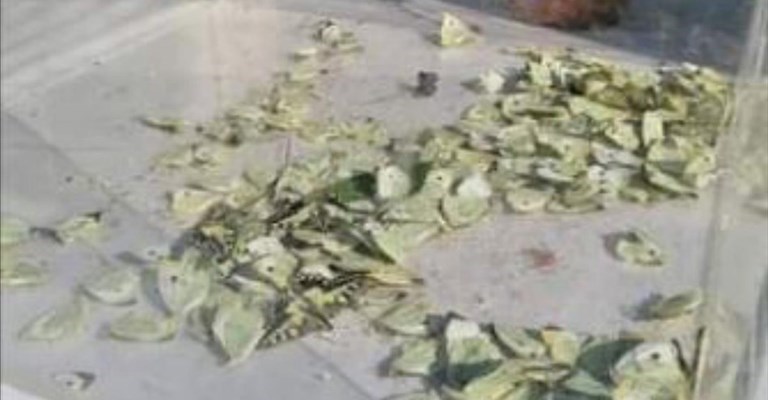 le farfalle morte al Firenze Flowers