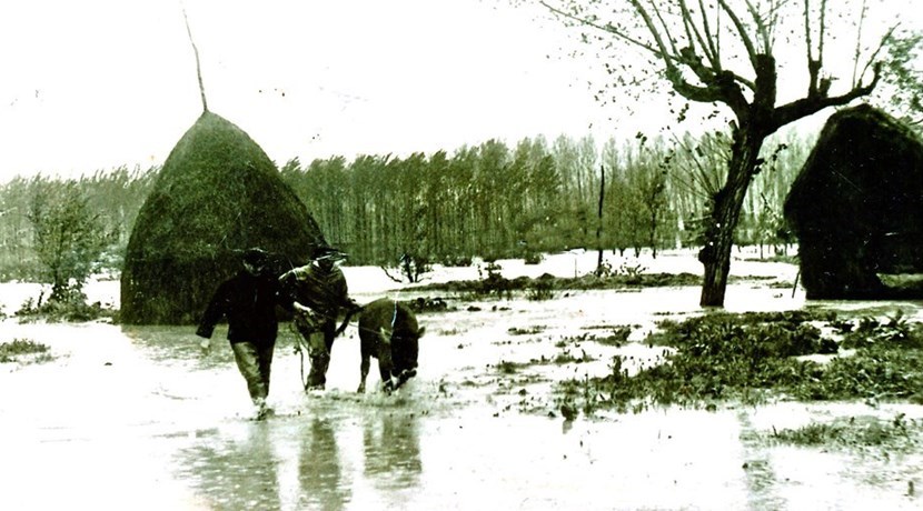 Luigi Paladini e Roberto Fantechi mettono in salvo un vitello