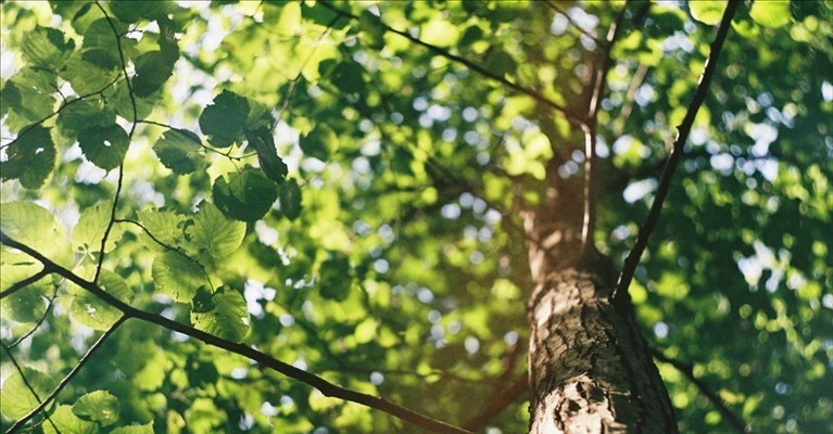 più alberi in città