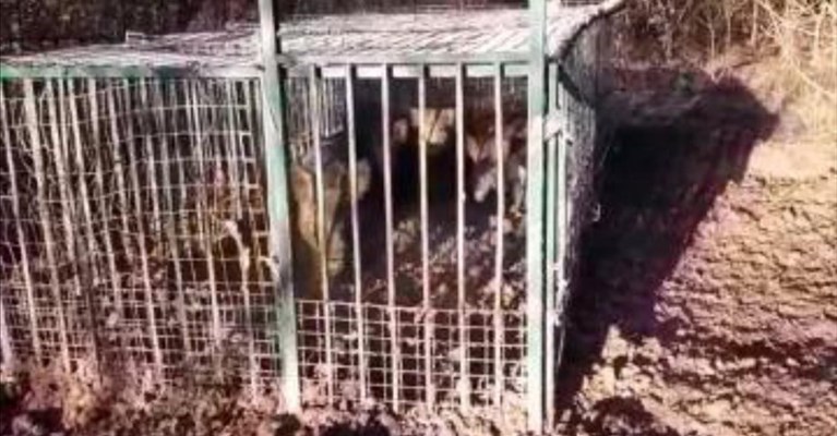 dieci cinghiali a Scandicci