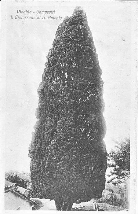 Immagine fotografica dell’ avv. Giuseppe Ungania ( 1906 ca.) del secolare cipresso di Campestri