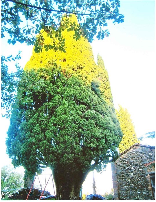 Il Cipresso di Campestri ai nostri giorni