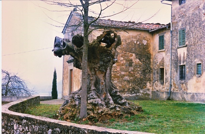 Il secolare Olmo a San Quirico a Uliveta