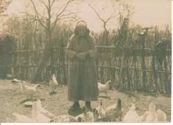 4 polli, 2 tacchini e un cappone (anno 1896)