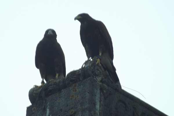 Borgo, le foto dei falchi in azione contro gli storni....