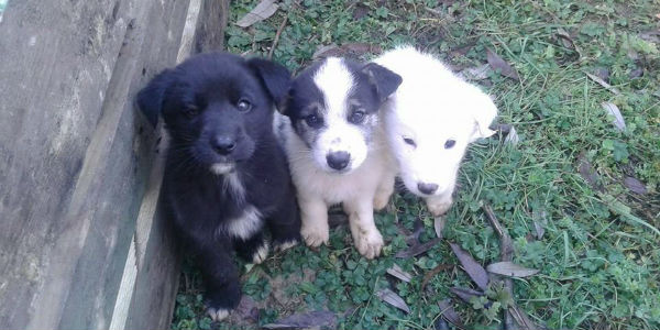 Primavera e cuccioli? Rispettiamo i loro tempi. Il parere dell'esperta