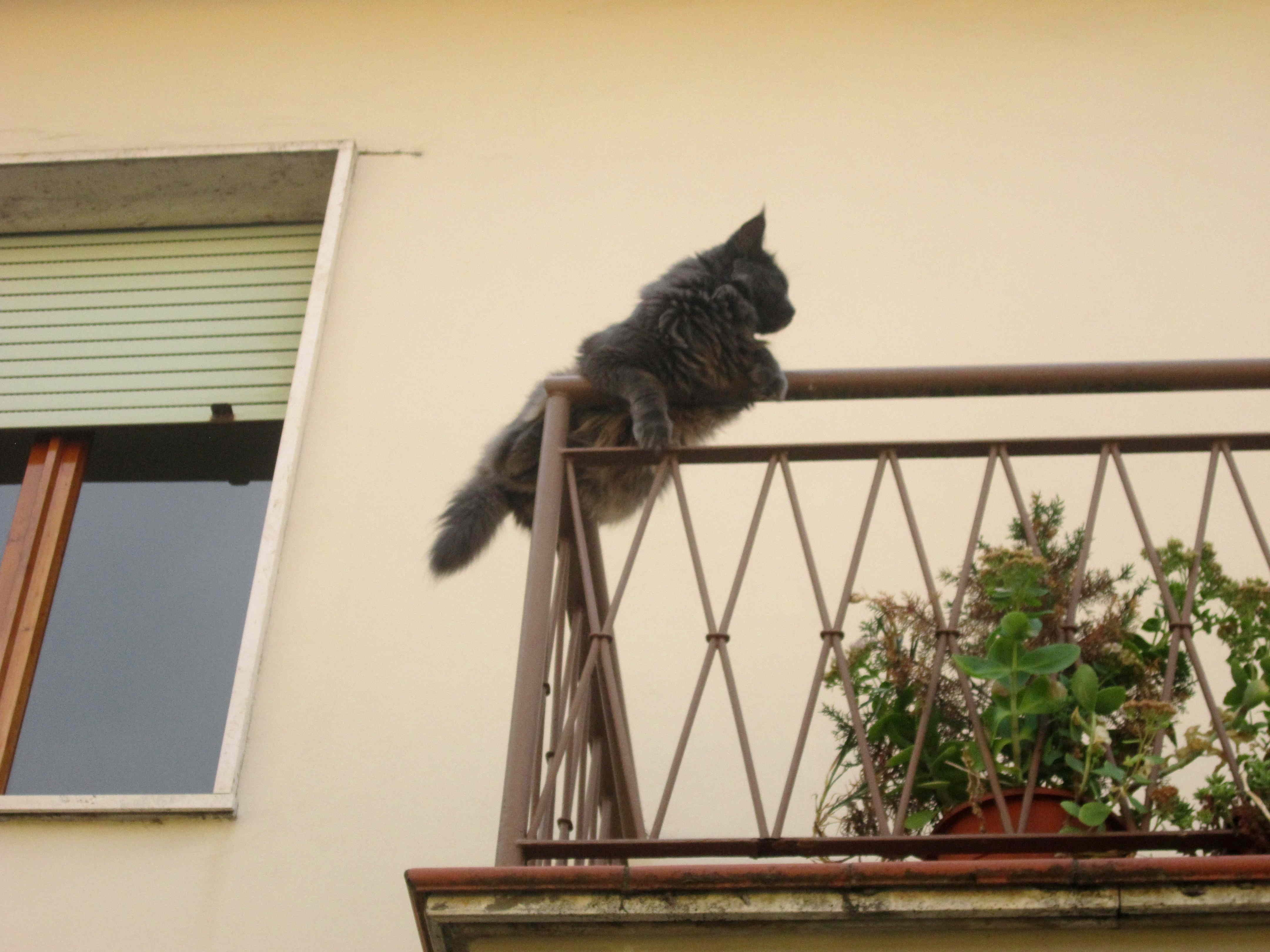 Il gatto sulla ringhiera. Foto del giorno