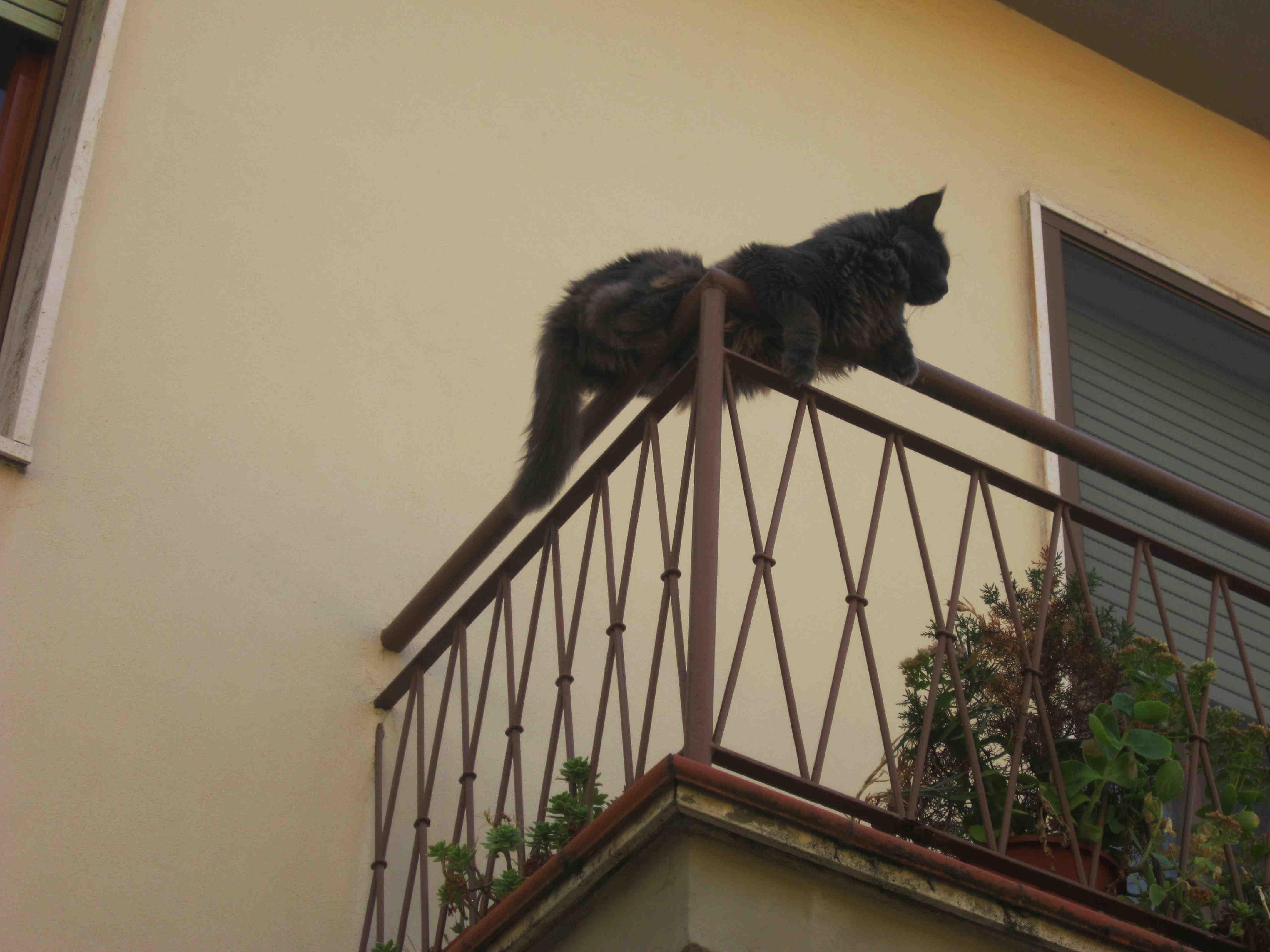 Il gatto sulla ringhiera. Foto del giorno