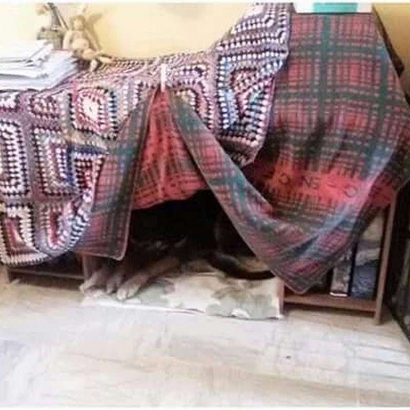 Capodanno: cani e petardi. Consigli per i padroni