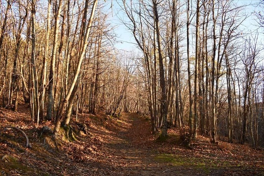 "La Guardia" a controllo del bosco