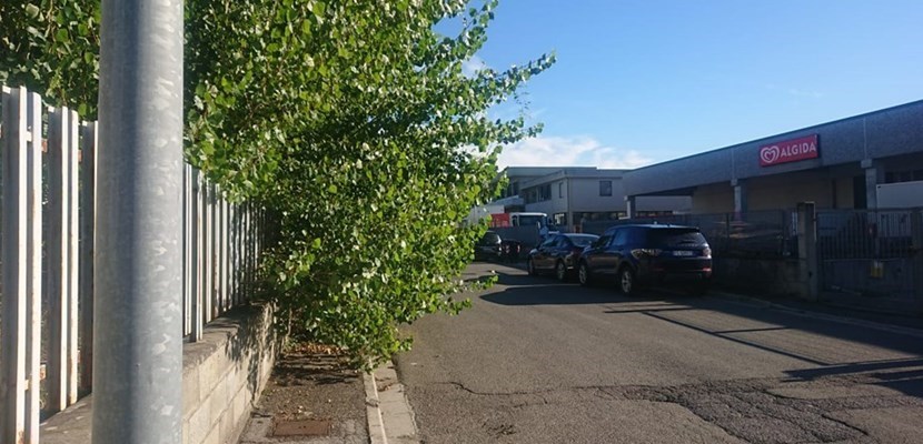 Quella pianta alla conquista di via Libero Grassi a Rabatta